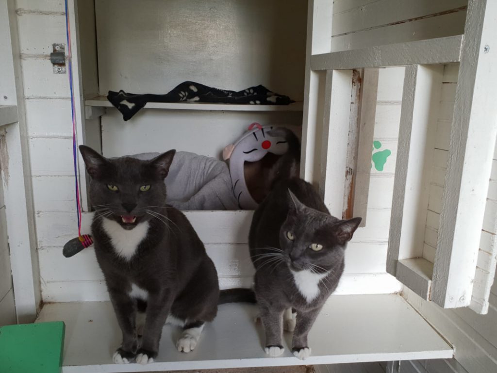 Cattery Chaiquinta Pet Hotel and Grooming Salon