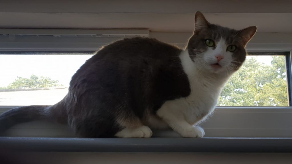 Cattery Chaiquinta Pet Hotel and Grooming Salon