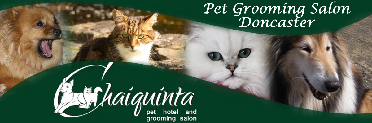 Chaiquinta Header Pet Grooming Salon