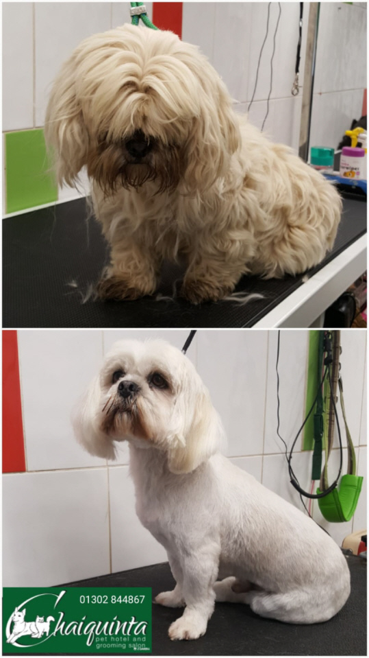Dog Grooming Pet Grooming Chaiquinta Pet Hotel Doncaster