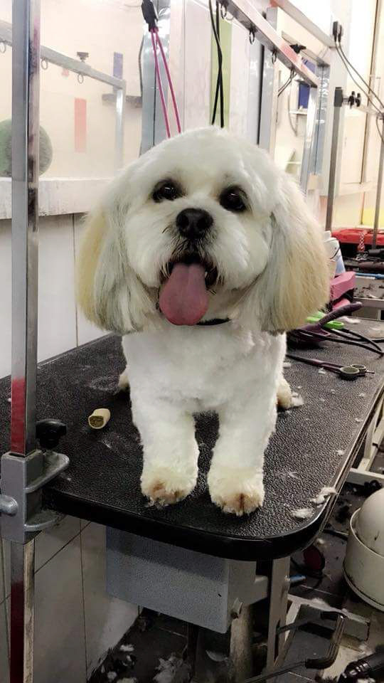 Dog Grooming Pet Grooming Chaiquinta Pet Hotel Doncaster