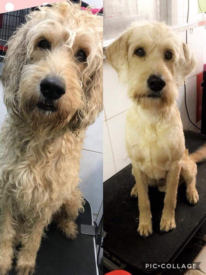 Grooming Chaiquinta Pet Hotel and Grooming Salon