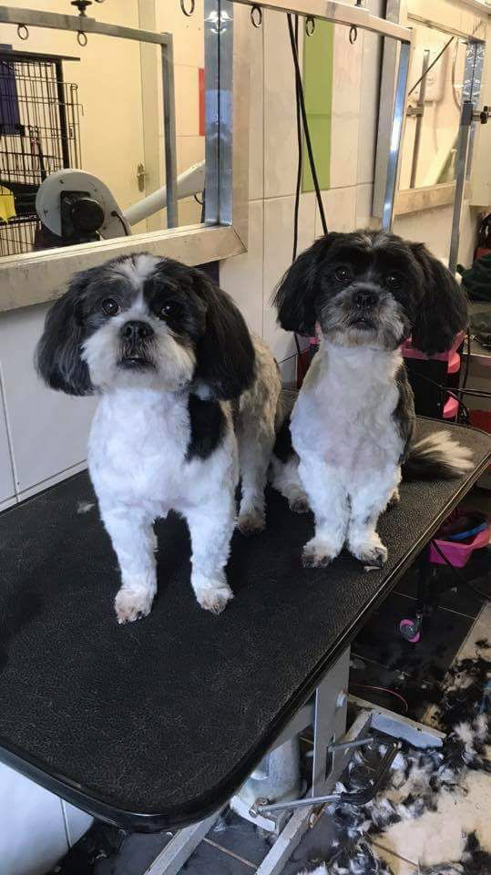 Dog Grooming Pet Grooming Chaiquinta Pet Hotel Doncaster