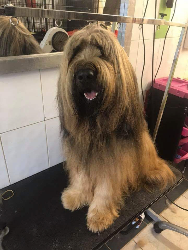 Grooming Chaiquinta Pet Hotel and Grooming Salon