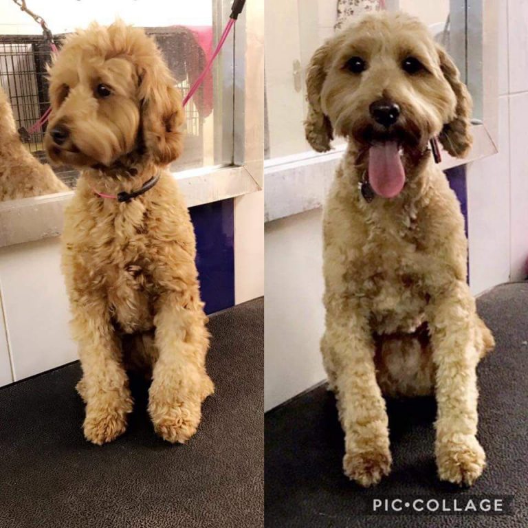 Pet Grooming Salon Doncaster Chaiquinta Grooming Salon