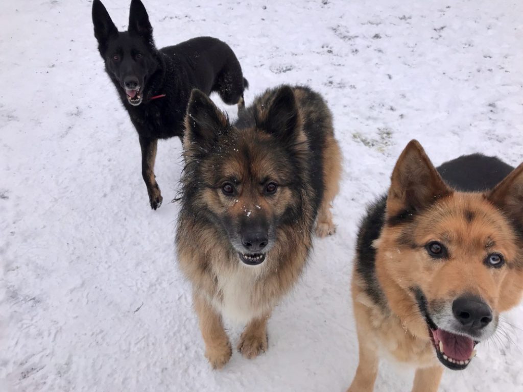 Kennels Chaiquinta Pet Hotel and Grooming Salon