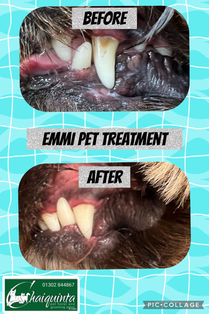 Emmi Pet Teeth cleaning