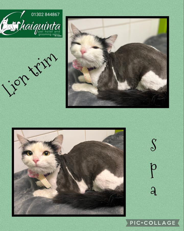 Grooming For Cats Doncaster Chaiquinta Grooming Salon